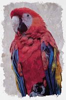 Parrot (Macaw)