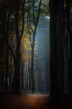 Herbstlandschaft auf der Veluwe