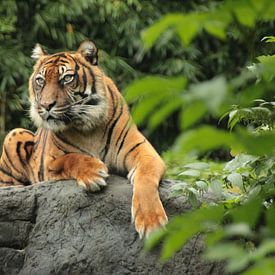Mächtiger Tiger von Maarten de Jong