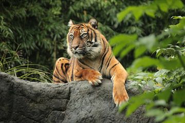 Machtige tijger van Maarten de Jong