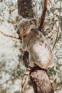 Koala se reposant dans l'eucalyptus I