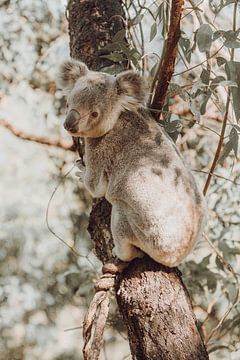 Koala rustend in de eucalyptus boom I van Geke Woudstra