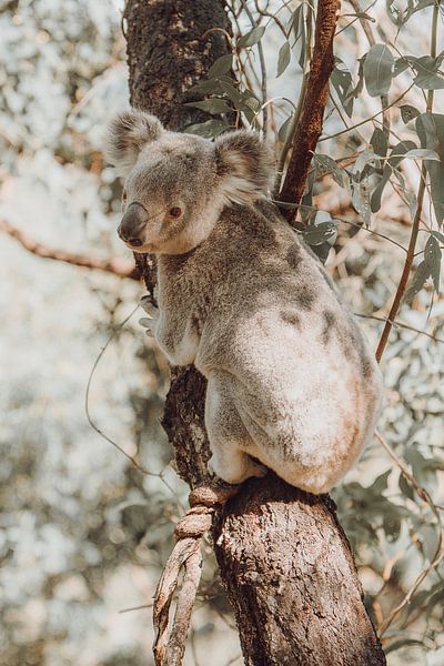 Koala im Eukalyptusbaum ruhend I von Geke Woudstra