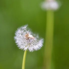 Dandelion duo by FotoSynthese