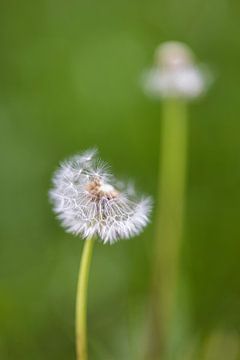 Dandelion duo by FotoSynthese