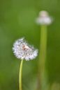 Dandelion duo by FotoSynthese thumbnail
