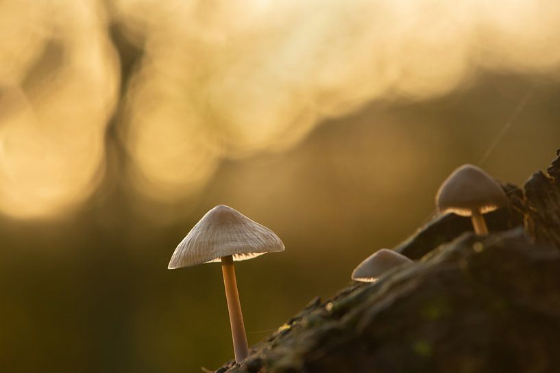 Champignons par Lucia Leemans