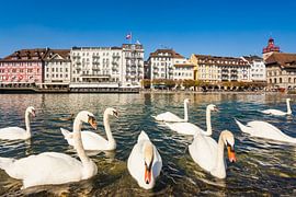 Cygnes devant la vieille ville de Lucerne en Suisse sur Werner Dieterich