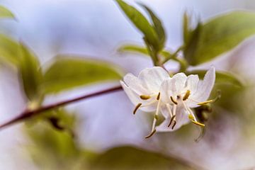 Weiße Blüte von Rob Boon