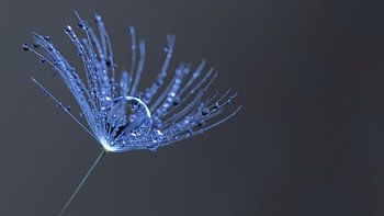 Pissenlit avec gouttes de rosée