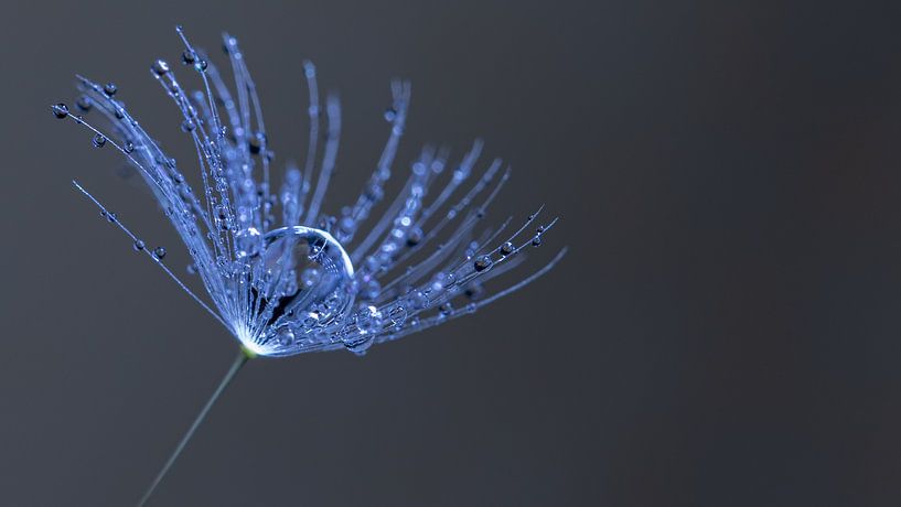 Löwenzahn mit Tautropfen von Mieke Engelbos Photography