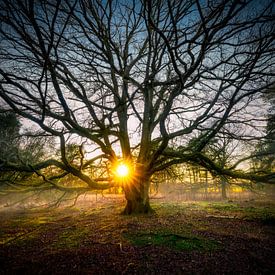 Sonnenuntergang bei einem Baum von Arjen Dijk