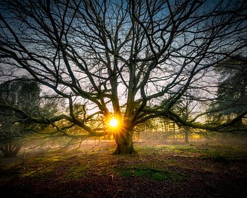 Sonnenuntergang bei einem Baum von Arjen Dijk