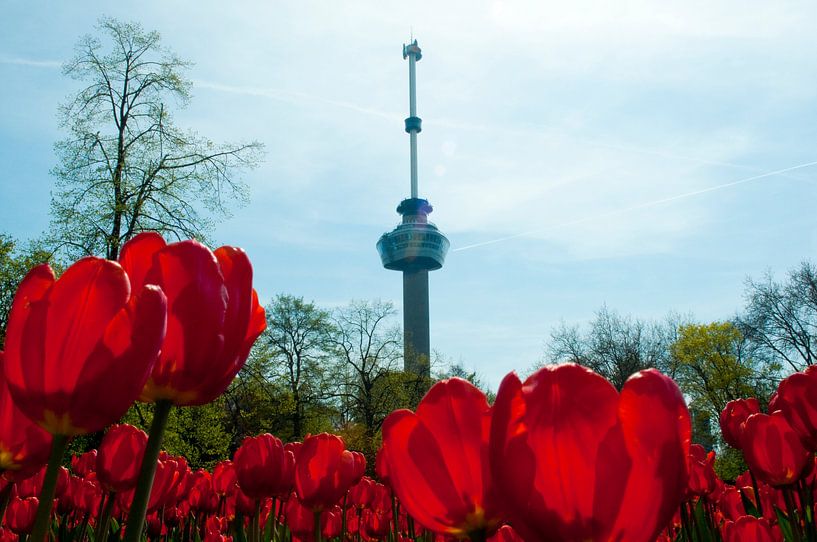 Tulpen in Rotterdam bij de Euromast van Thomas Poots