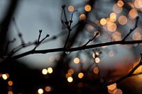 Licht in de wintertuin
