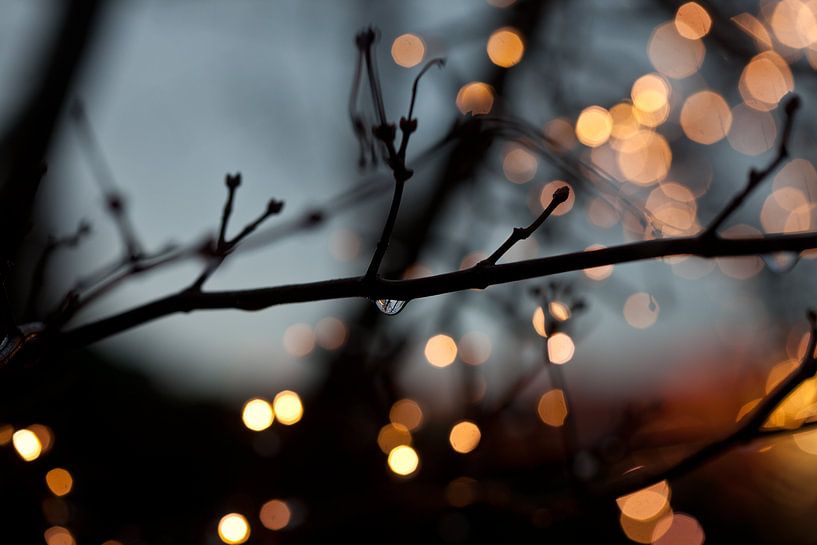 Light in the winter garden by Cora Koning