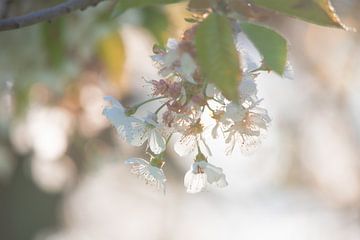 Rêves de fleurs de cerisier sur Tanja Riedel