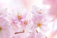 Pink blossom branch by Bianca de Haan thumbnail