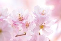 Roze bloesemtak