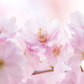 Pink blossom branch by Bianca de Haan