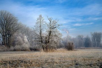 Boom in een idyllisch winterlandschap van ManfredFotos
