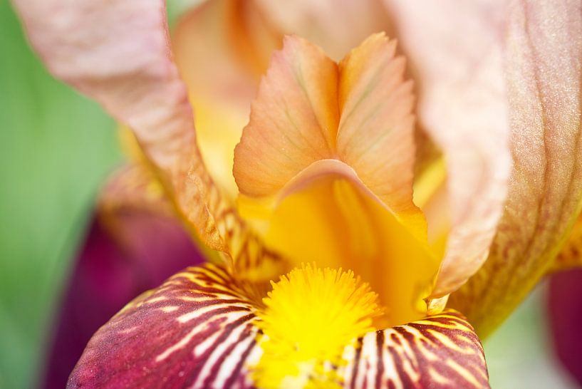Marron Iris Bloem Macro van Iris Holzer Richardson