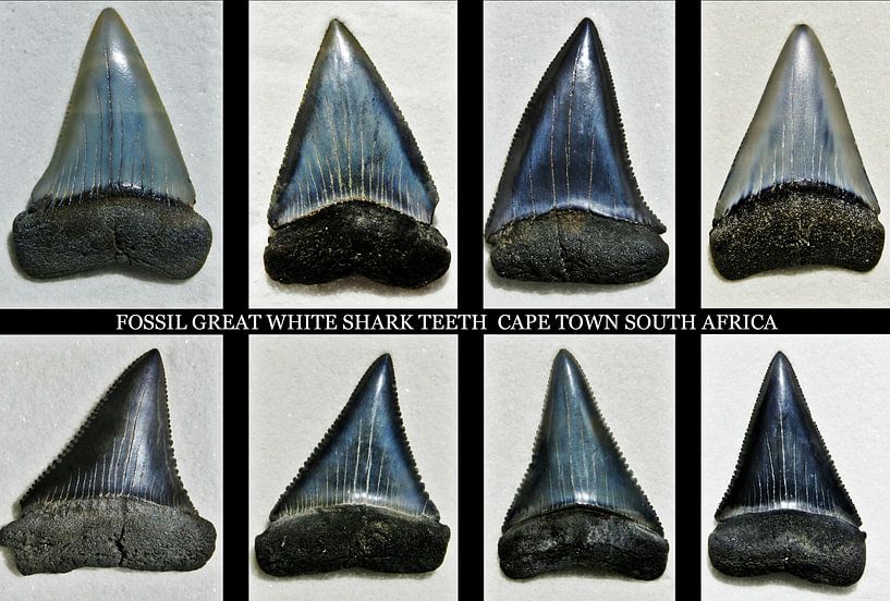 Dents fossiles de grand requin blanc par Werner Lehmann