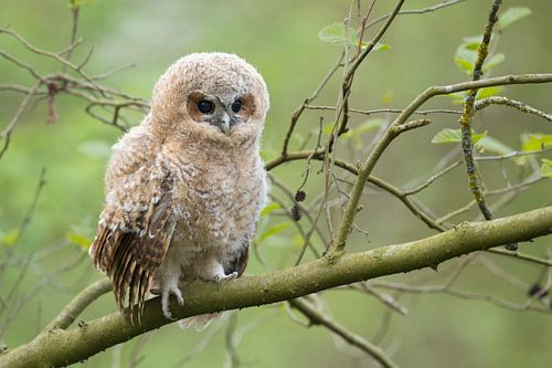 Waldkauz ( Strix aluco ), Jungvogel sitzt auf einem Ast im Wald, süße Tierkinder