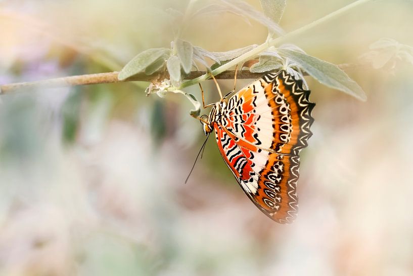 Cethosia biblis by Marleen van Meurs