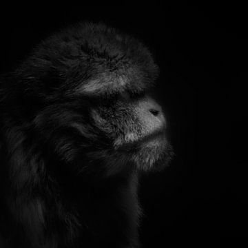 Grumpy barbary macaque