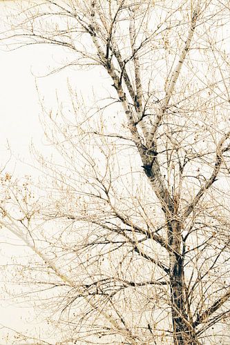 Takken boven de tijdloze stroom van een rivier