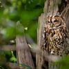 Tawny owl hidden in tree on Veluwe by Patrick van Os