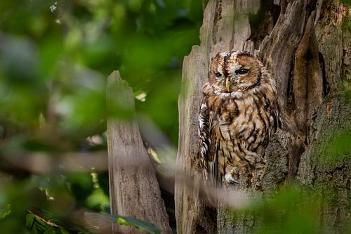 Tawny owl hidden in tree on Veluwe by Patrick van Os