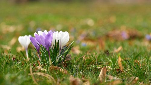 Krokussen in een groene weide in de lente