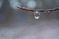 Ice, drop of twig