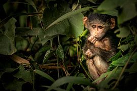 Affenbaby im Dschungel von Dante van Rijn
