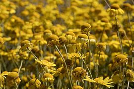 a field of yellow broomweed or Senecio inaequidens