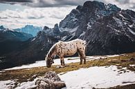 Paard hoog in de bergen van StephanvdLinde thumbnail