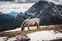 Horse high up in the mountains