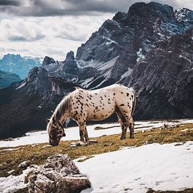 Paard hoog in de bergen van StephanvdLinde