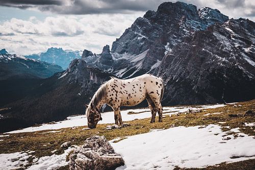 Paard hoog in de bergen