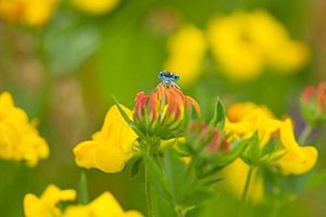 Libellule bleue