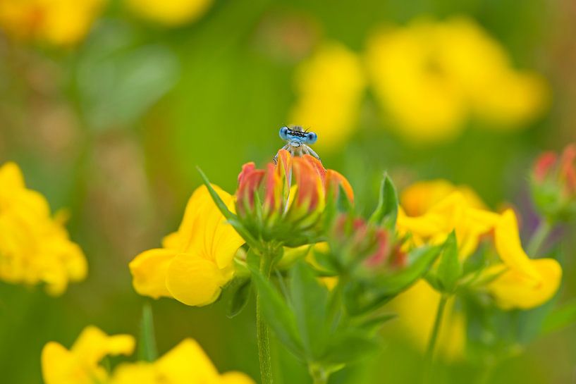 Blaue Libelle von Barbara Brolsma