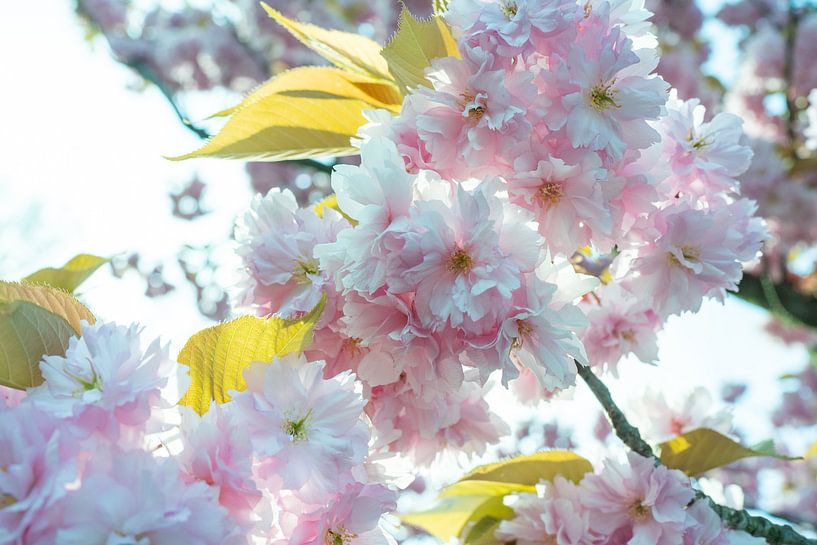 Spring by H.E Bellakoud