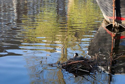 Nest van meerkoet in Amsterdamse gracht
