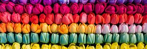 Natuurlijke Schoonheid: Tulpen Regenboog op Canvas sur Surreal Media