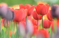Tulpen