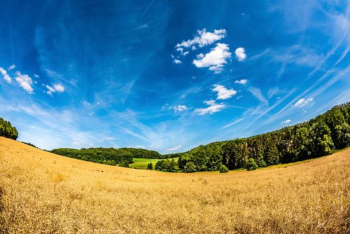 Zomerlandschap met velden, weiden en bos