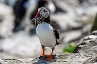 Papegaaiduiker / Puffin