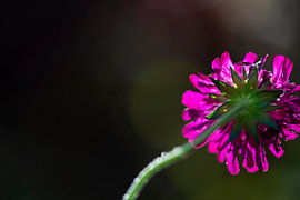 Witwenblume im Gegenlicht von Andreas Paul